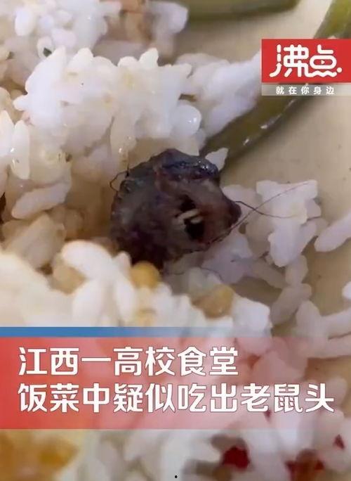 生吃老鼠视频,生吃老鼠的惊人真相