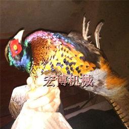 捕鸟灯视频